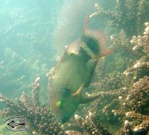 Image of Floral wrasse