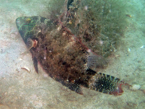 Image of Floral wrasse