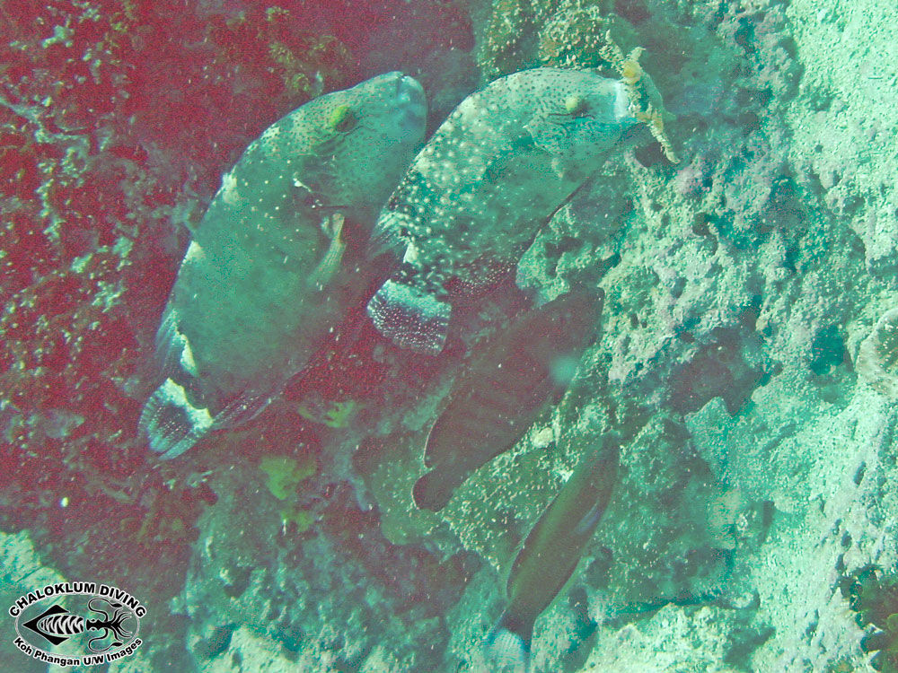 Image of Floral wrasse