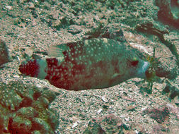 Image of Floral wrasse