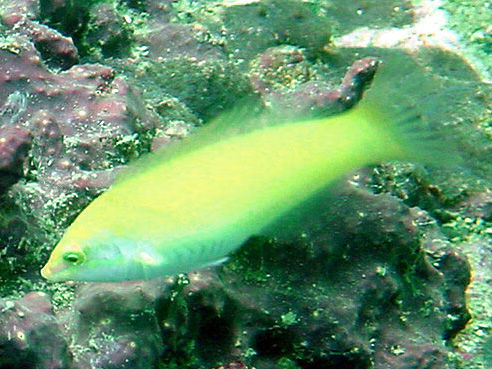 Image of Canary wrasse