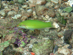 Image of Canary wrasse