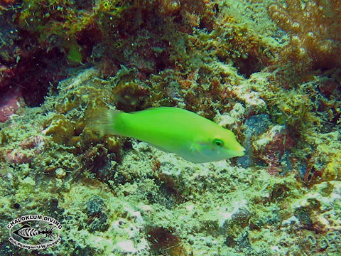 Image of Canary wrasse