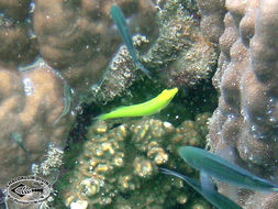 Image of Canary wrasse