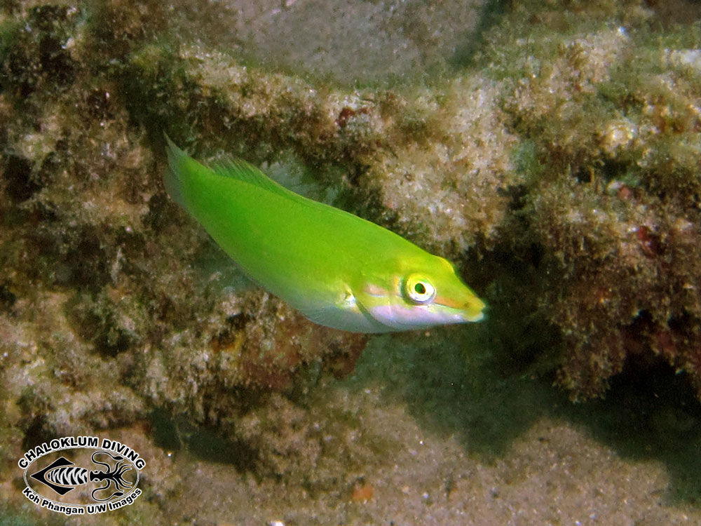 Image of Canary wrasse