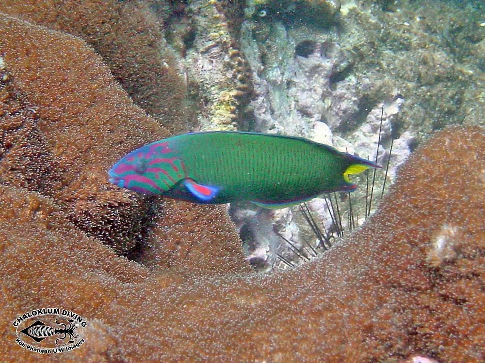 Image of Blue wrasse