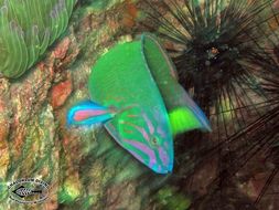 Image of Blue wrasse