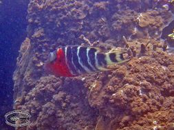 Image of Banded maori wrasse