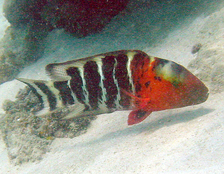 Image of Banded maori wrasse