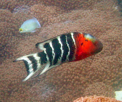 Image of Banded maori wrasse