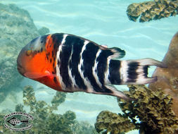 Image of Banded maori wrasse