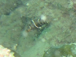 Image of Banded maori wrasse