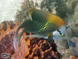 Image of Sling-jaw wrasse