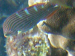 Image of Hoeven's wrasse