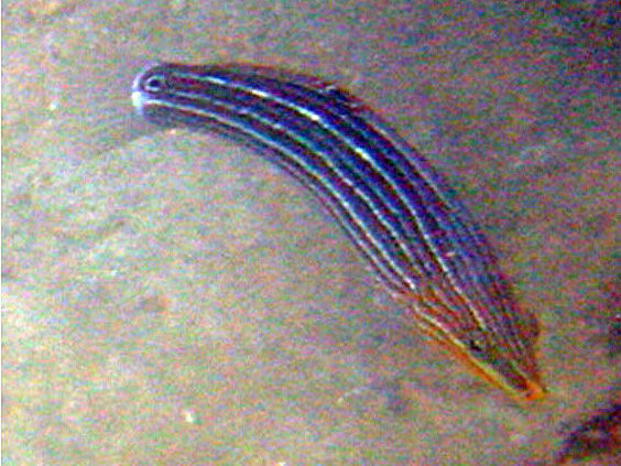 Image of Hoeven's wrasse