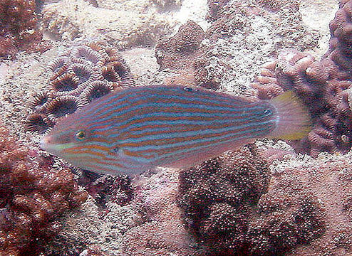 Image of Hoeven's wrasse