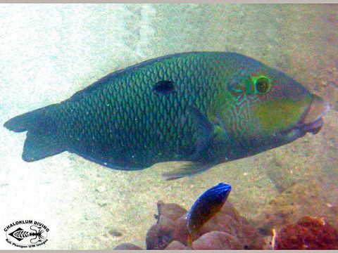 Image of Blackedge thicklip wrasse