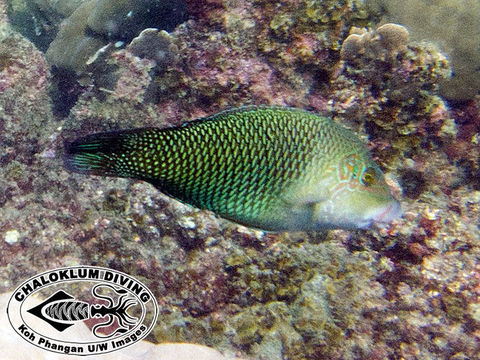 Image of Blackedge thicklip wrasse