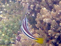 Image of Cleaner wrasse