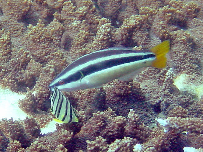 Image of Cleaner wrasse