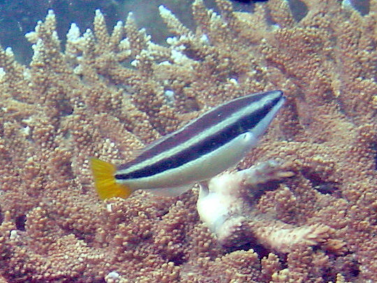 Image of Cleaner wrasse