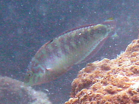 Image of Pink-belly wrasse