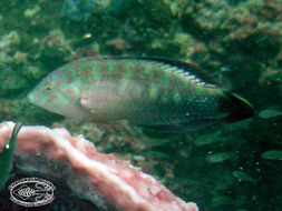 Image of Pink-belly wrasse