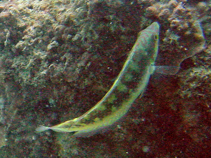 Image of Pink-belly wrasse