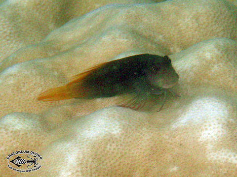 Image of Bicolor Blenny