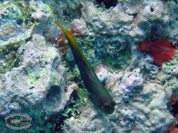 Image of Bicolor Blenny