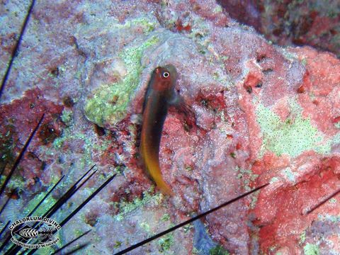 Image of Bicolor Blenny