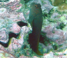 Image of Bicolor Blenny