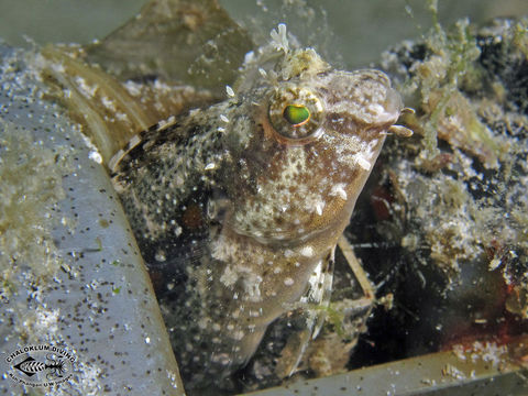 Image of Crested Sabretooth Blenny