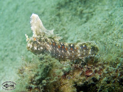 Image of Crested Sabretooth Blenny