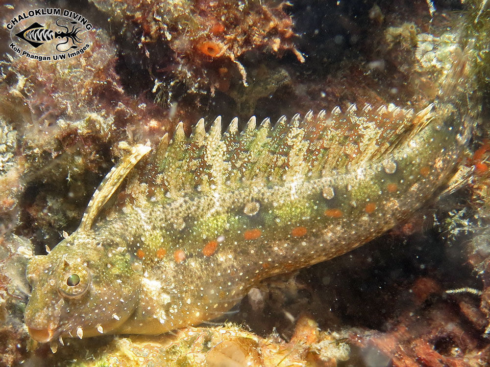 Image of Crested Sabretooth Blenny