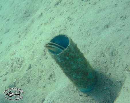 Image of Lined fangblenny