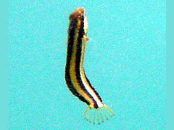 Image of Lined fangblenny