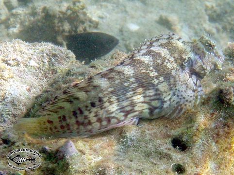 Image of Coral Blenny