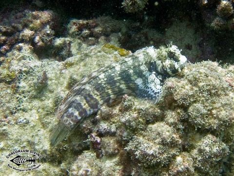 Image of Coral Blenny