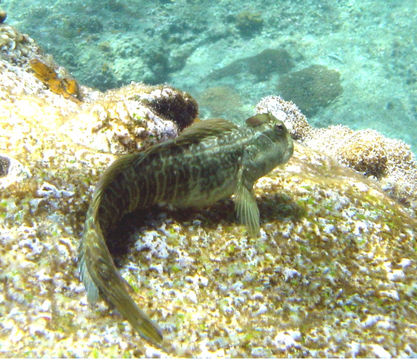 Image of Coral Blenny