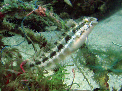 Image of Short-head Sabretooth Blenny