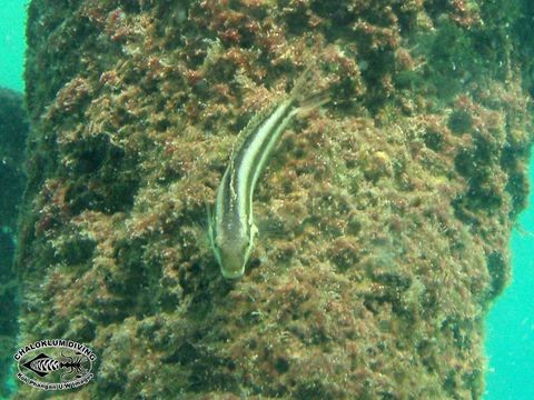 Image of Short-head Sabretooth Blenny