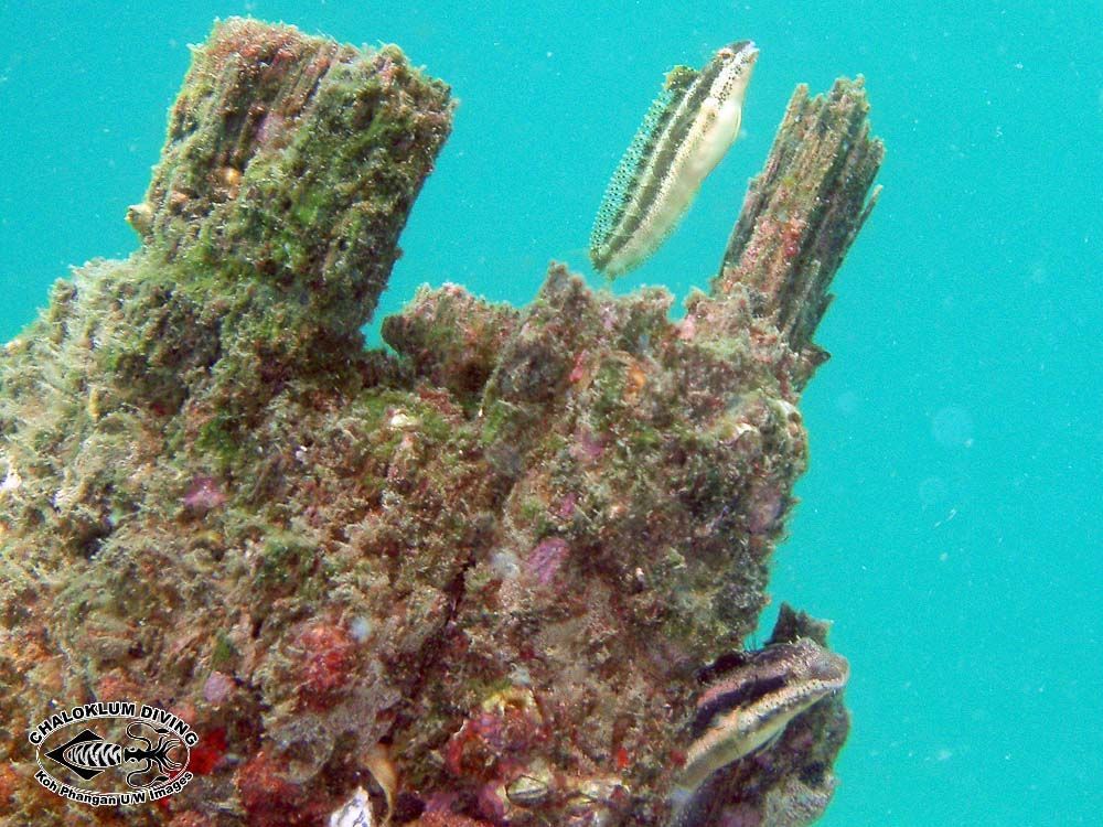 Image of Short-head Sabretooth Blenny