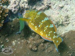 Image of Blue Trim Parrotfish