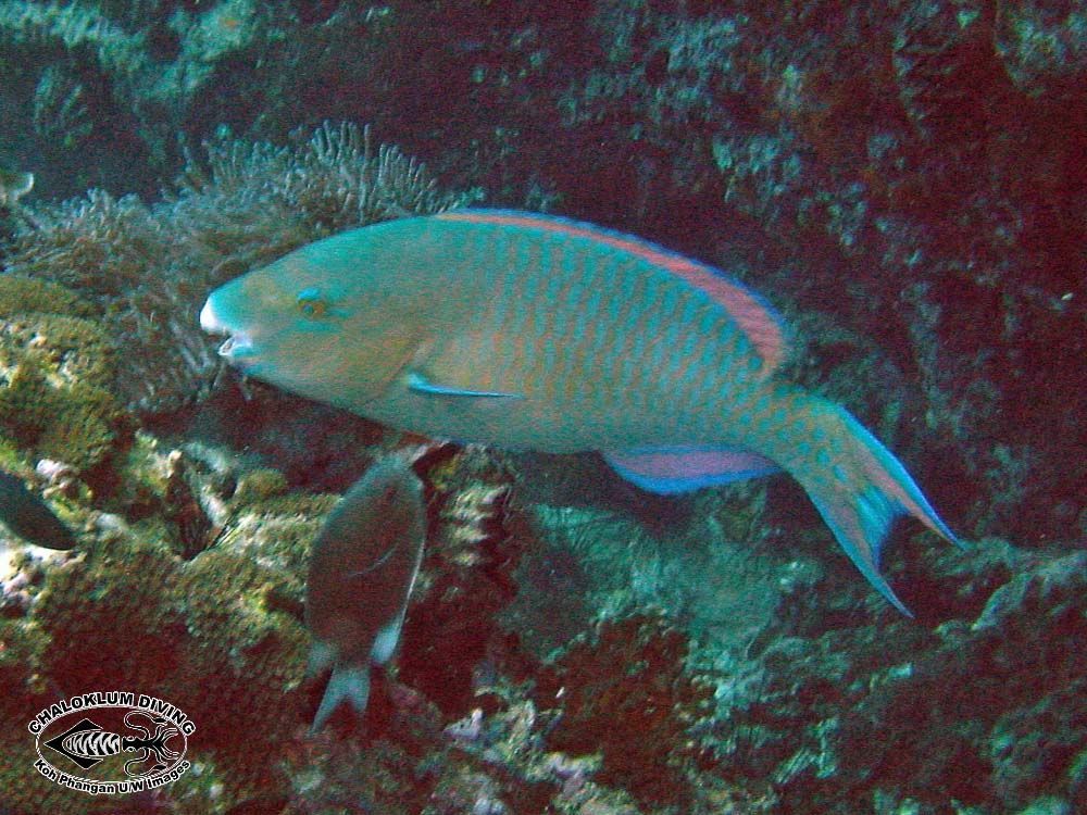 Image of Blue Trim Parrotfish