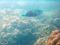 Image of Bullethead Parrotfish