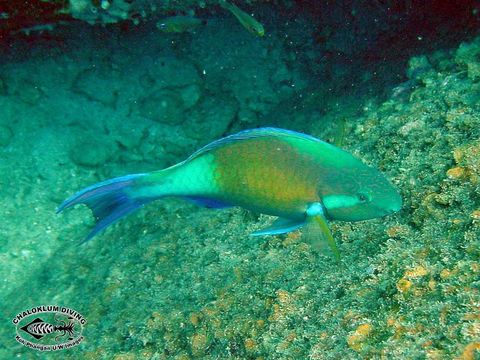 Image of Candelamoa Parrotfish