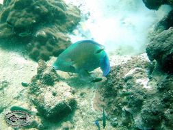 Image of Candelamoa Parrotfish