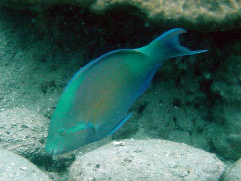 Image of Candelamoa Parrotfish