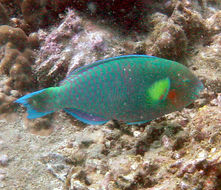 Image of Rivulated parrotfish